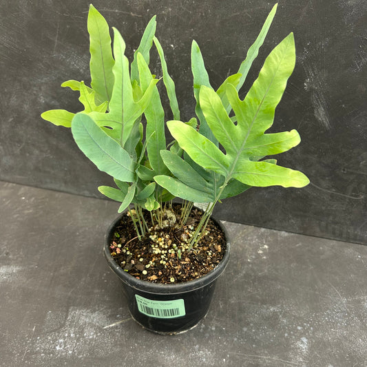 Blue Star Fern 130mm