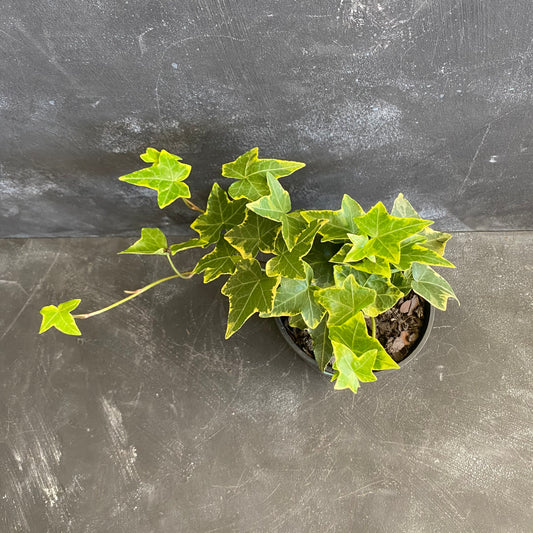 Hedera Helix Cascade 130mm