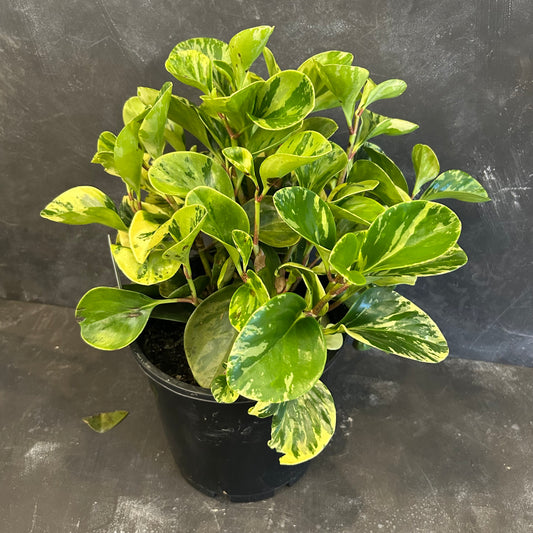 Peperomia Obtusifolia Marble 200mm