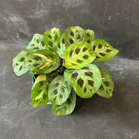 Maranta Leuconeura Kerchoveana Variegated 140mm