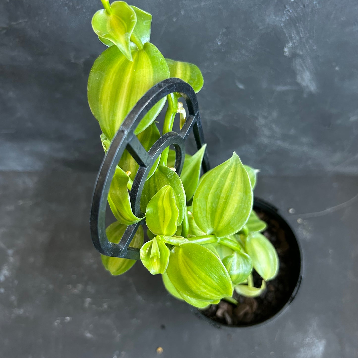 Vanilla Planifolia Variegated 125mm