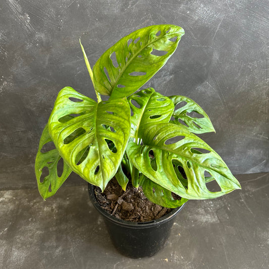 Monstera Adansonii Monkey Mask 180mm