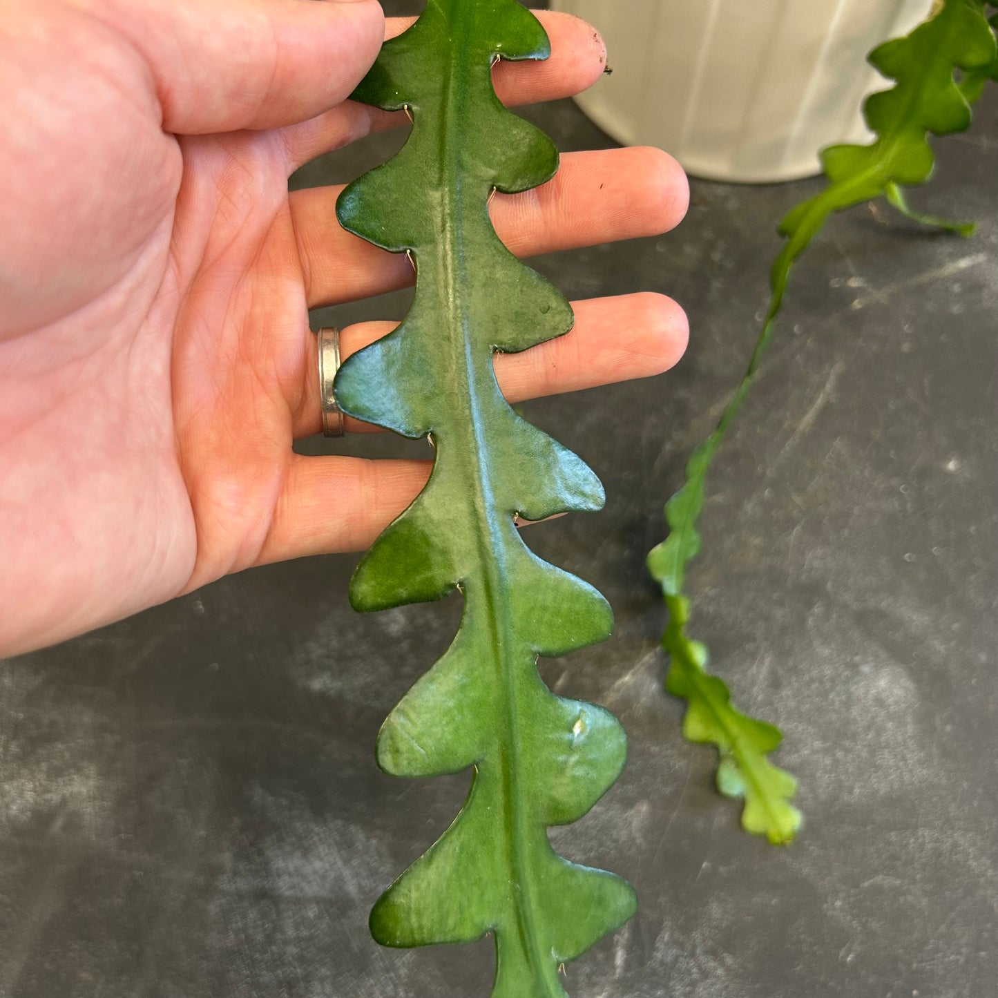 Zig Zag Cactus 105mm