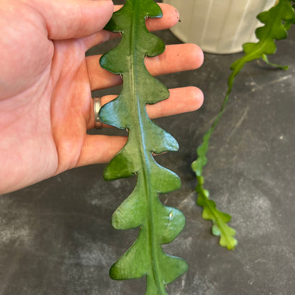 Zig Zag Cactus 105mm