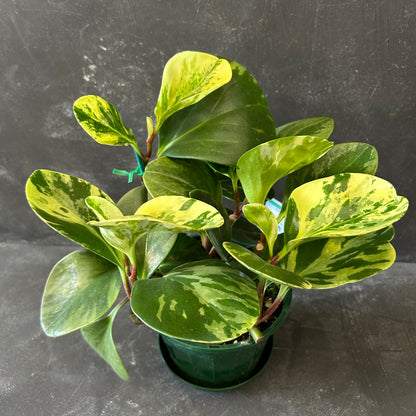 Peperomia Obtusifolia Variegated 140mm