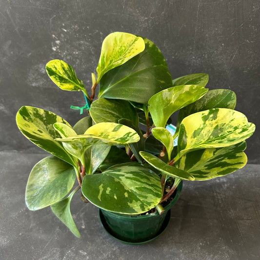 Peperomia Obtusifolia Variegated 140mm
