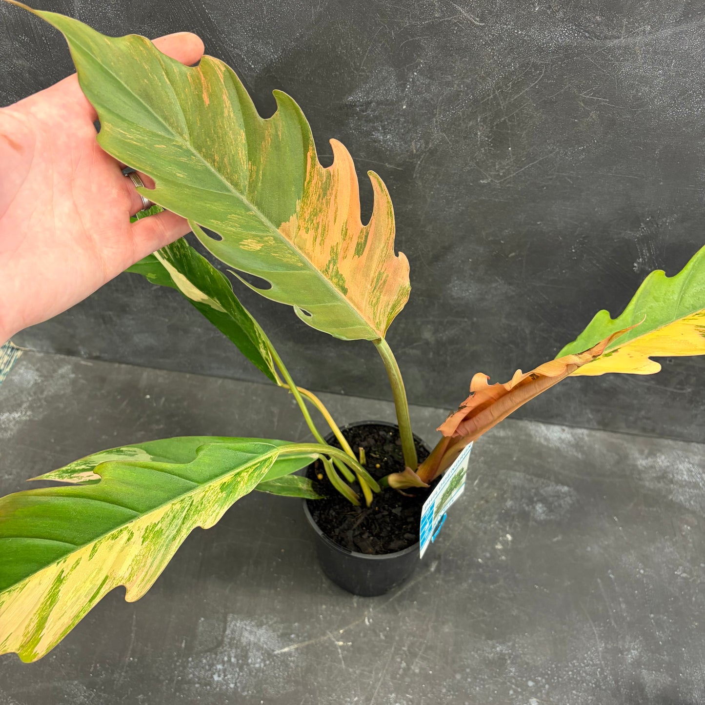 Philodendron Caramel Marble 125mm