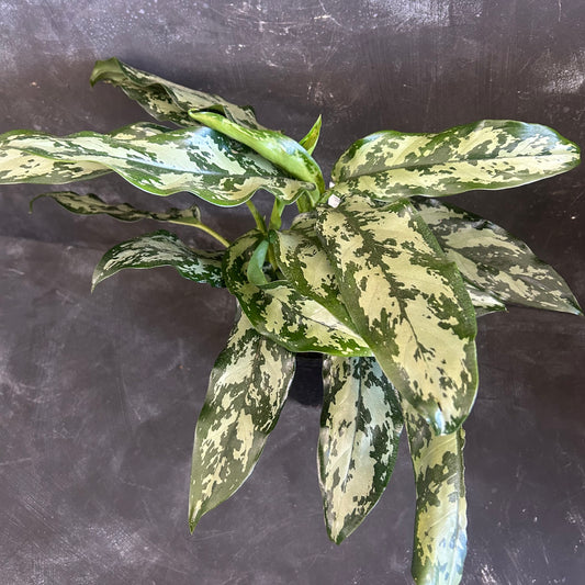 Aglaonema Emerald Beauty 140mm