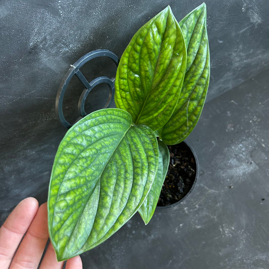 Monstera Peru 125mm