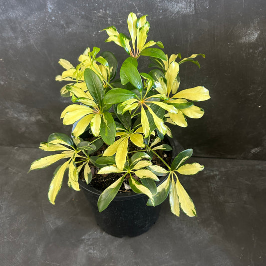 Schefflera Madam de Smet 200mm