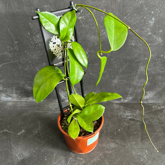 Hoya Australis 100mm