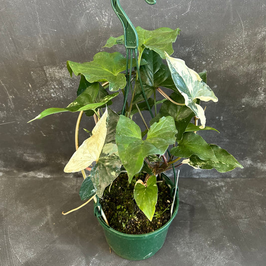 Syngonium Fantasy 140mm