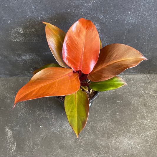 Philodendron Blood Luna 130mm