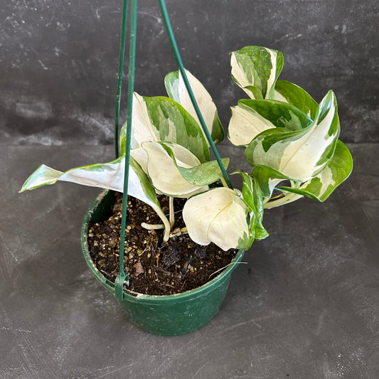 Manjula Pothos 140mm