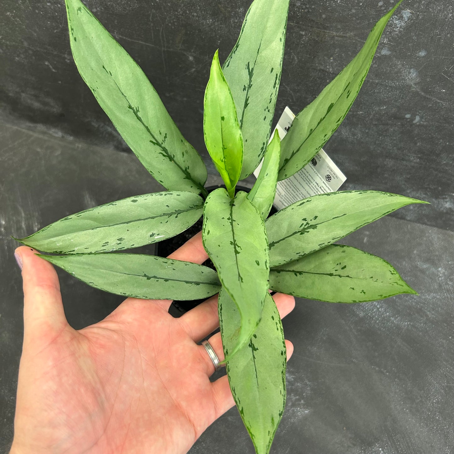 Aglaonema Patricia 125mm