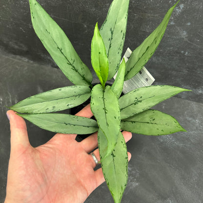 Aglaonema Patricia 125mm
