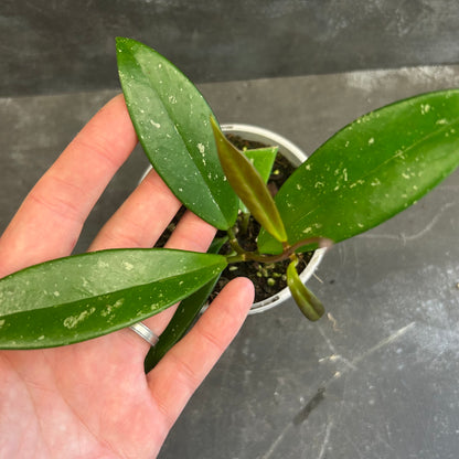 Hoya Pubicalyx 105mm