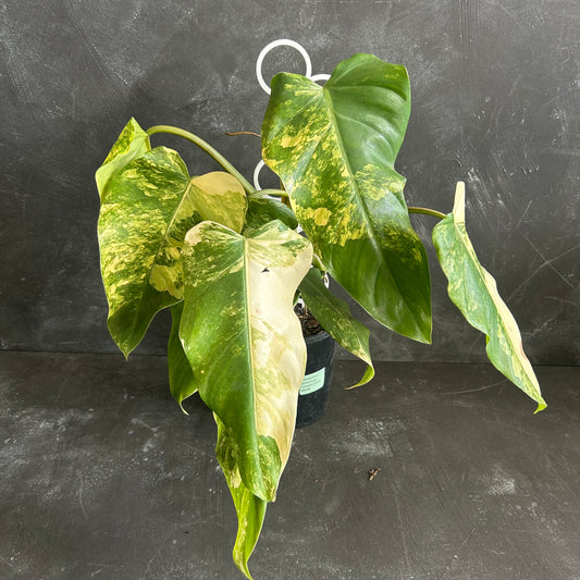 Philodendron Domesticum Variegata 125mm