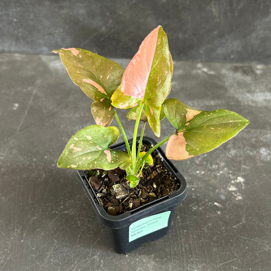 Syngonium Pink Passion 70mm