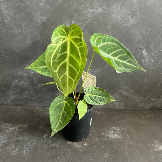 Anthurium Magnificum 125mm