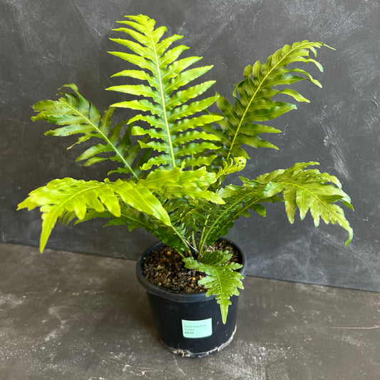 Dwarf Tree Fern 130mm