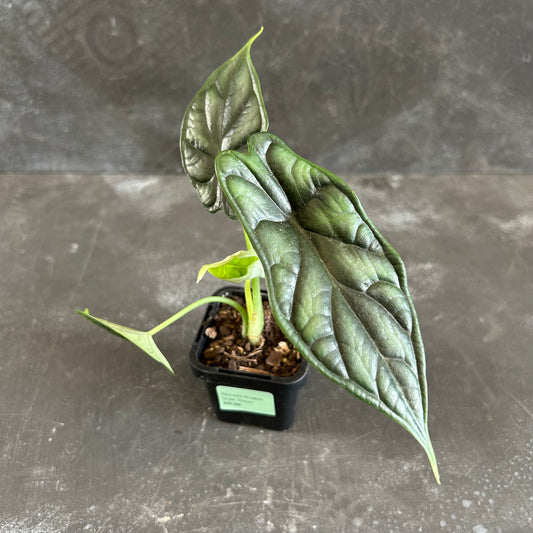 Alocasia Dragon Scale 70mm