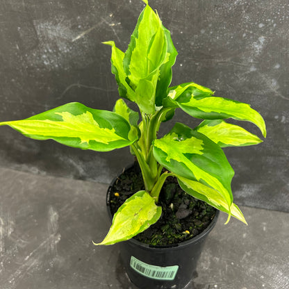 Aglaonema Shingii 125mm