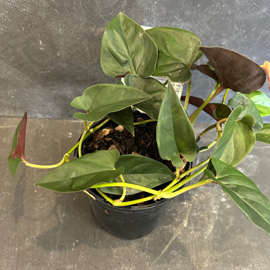 Syngonium Red Arrow 125mm