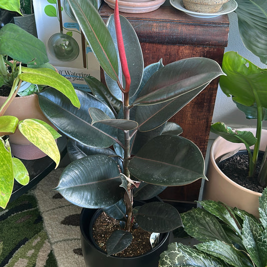 Ficus Elastica Burgundy 200mm