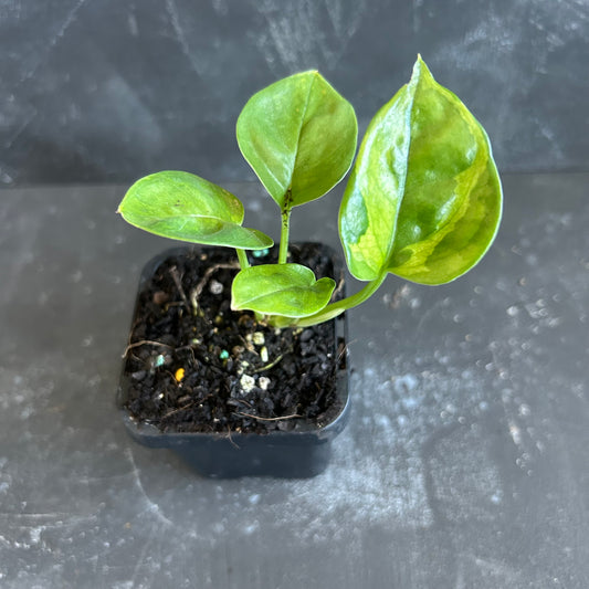 Green Queen Pothos 70mm