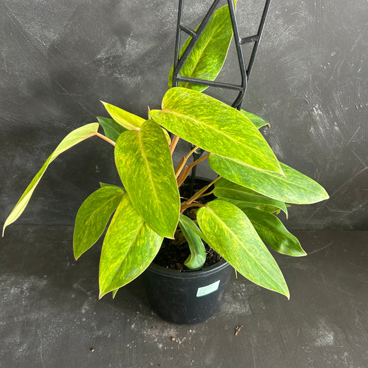 Philodendron Painted Lady 180mm