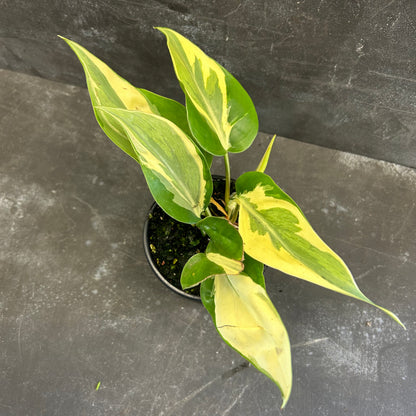 Philodendron Rio 105mm