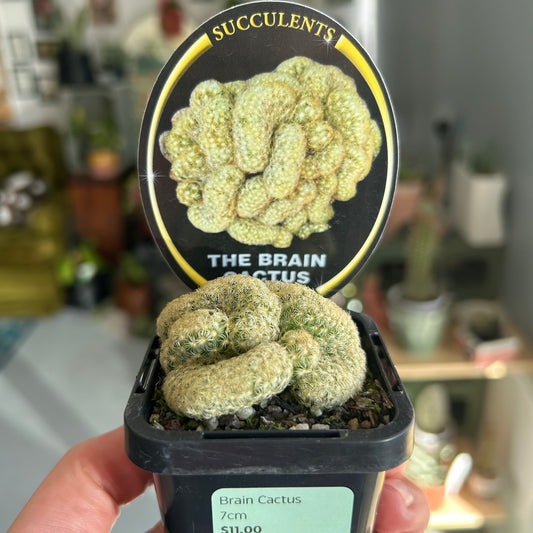 Brain Cactus 7cm
