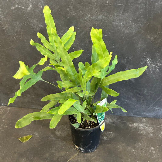 Blue Star Fern 125mm