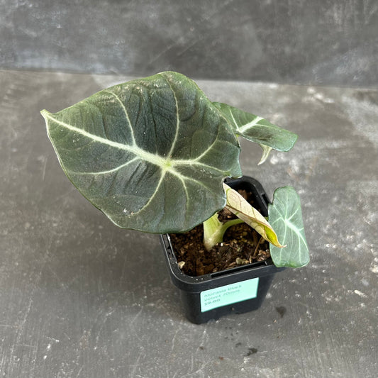 Alocasia Black Velvet 70mm