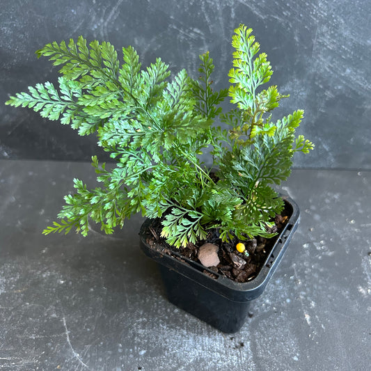 Rabbit's Foot Fern 70mm
