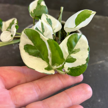 Snow Queen Pothos 105mm