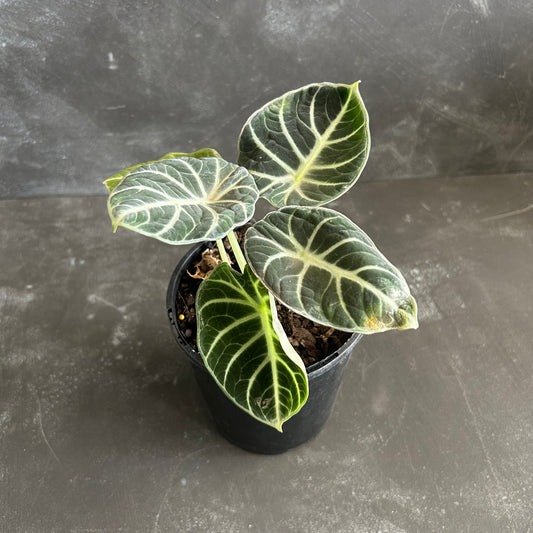 Alocasia Ninja 125mm