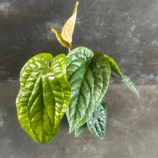 Anthurium Luxurians x Radicans 125mm