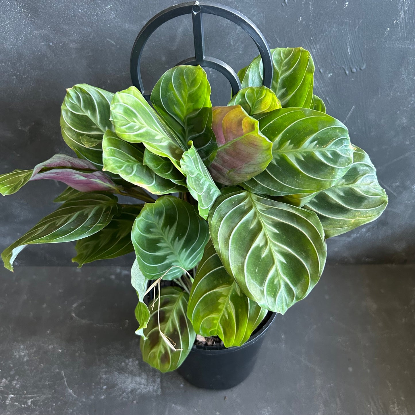Maranta Kerchoviana Cat Moustache 125mm