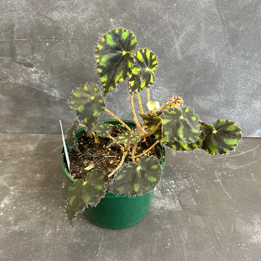 Begonia Tiger Paws 140mm