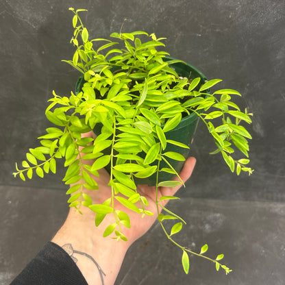 Variegated Lipstick Plant 140mm SECRET SALE!
