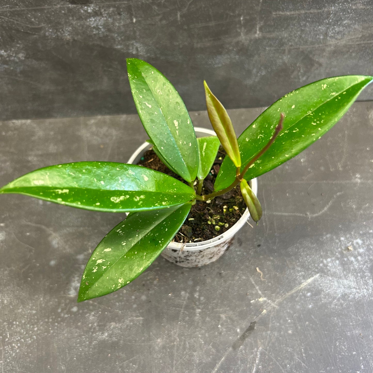 Hoya Pubicalyx 105mm