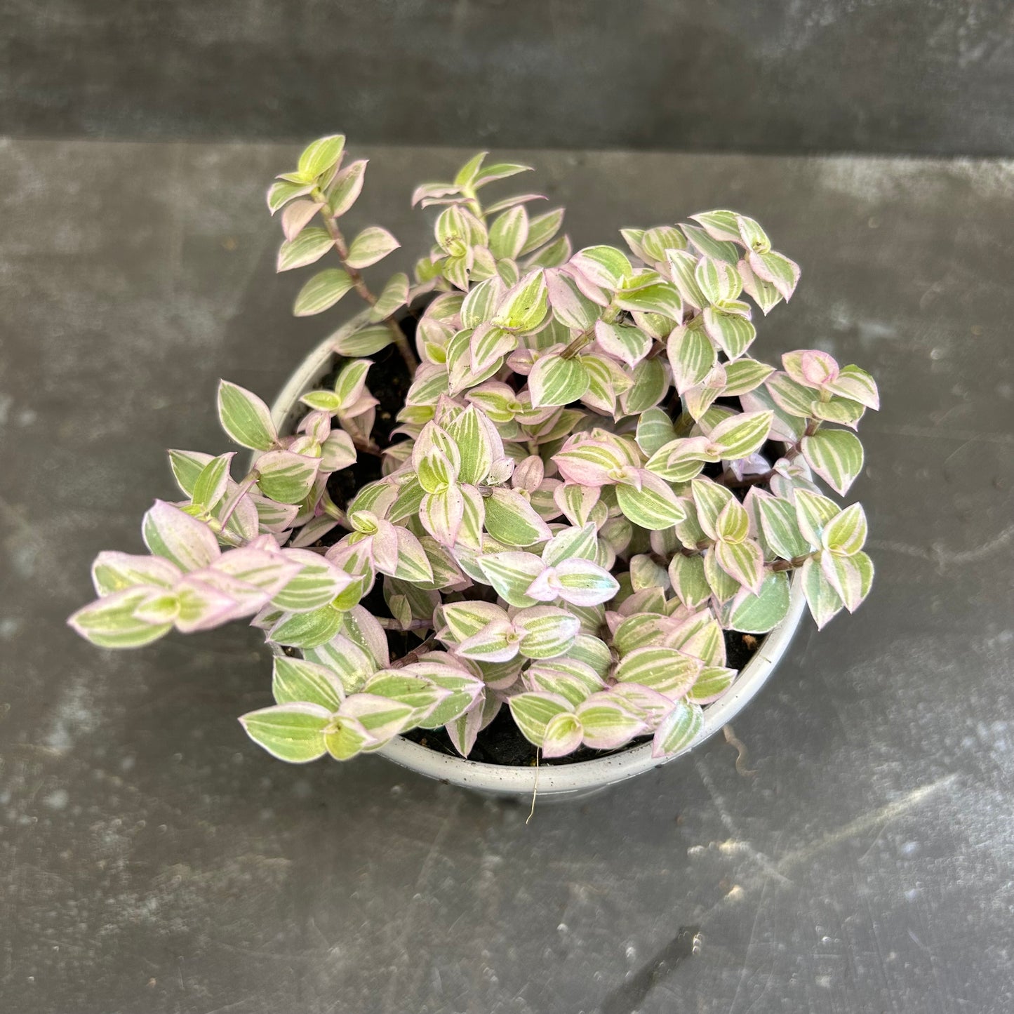 Callisia Repens 105mm