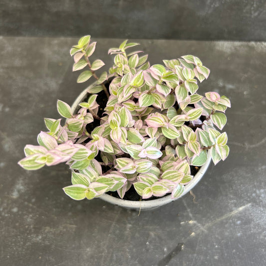 Callisia Repens 105mm