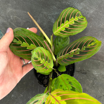 Maranta Red Vein 125mm