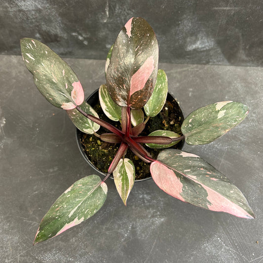 Philodendron Pink Princess 120mm