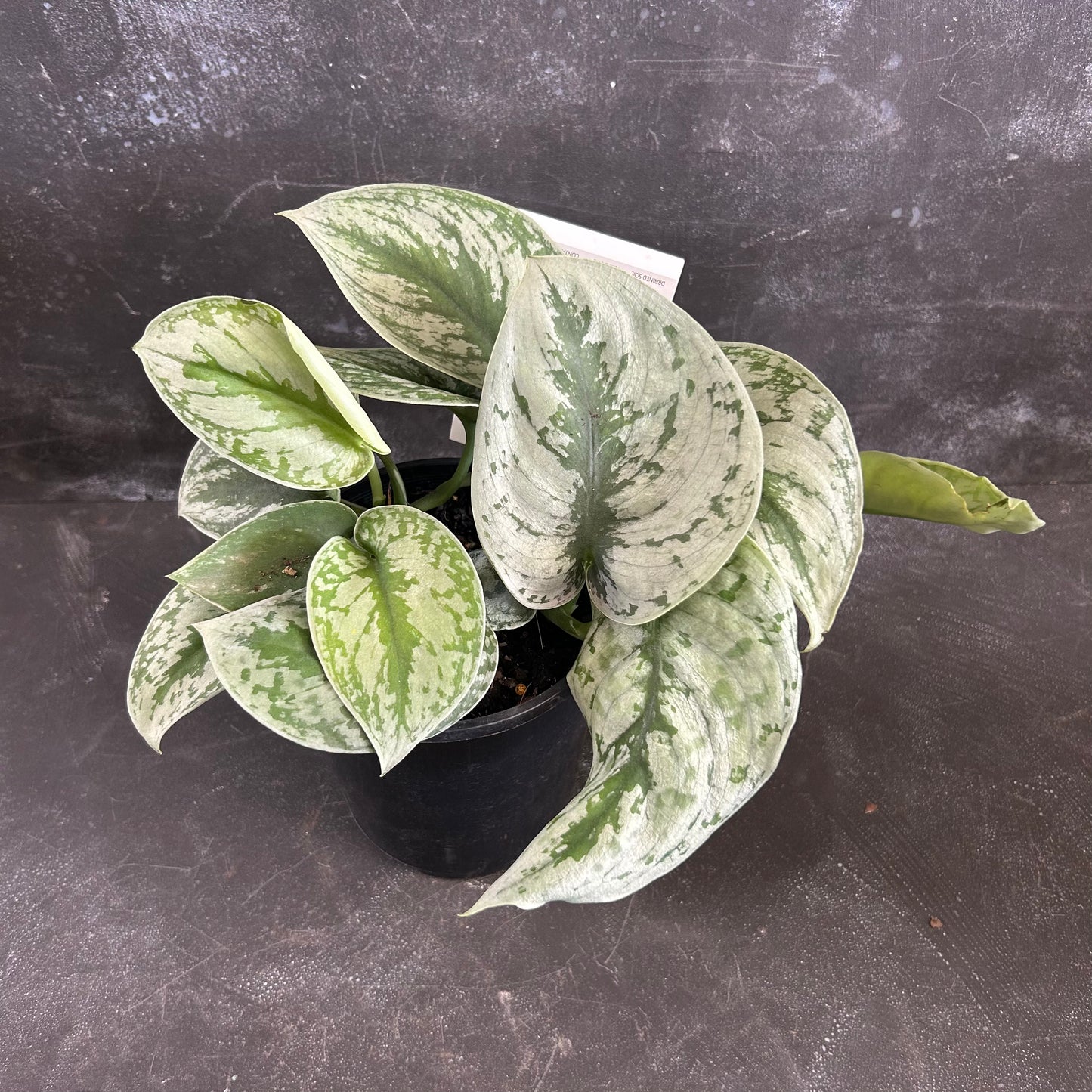 Scindapsus Pictus Exotica 125mm