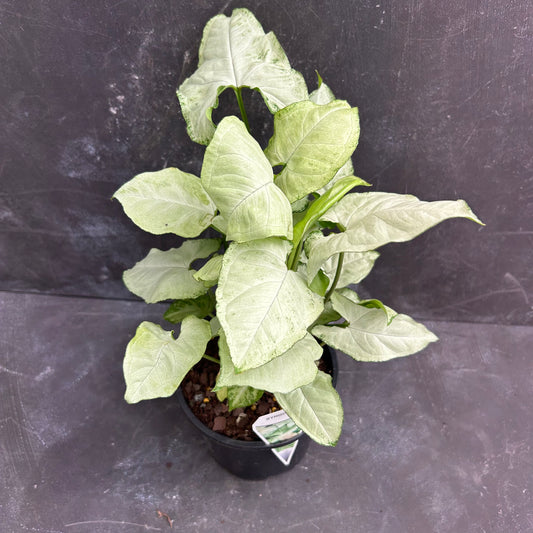 Syngonium Holly 130mm