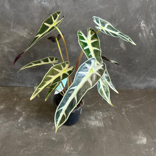Alocasia Bambino 90mm
